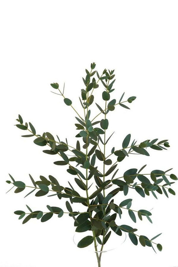 Eucalyptus Gunni holl - 