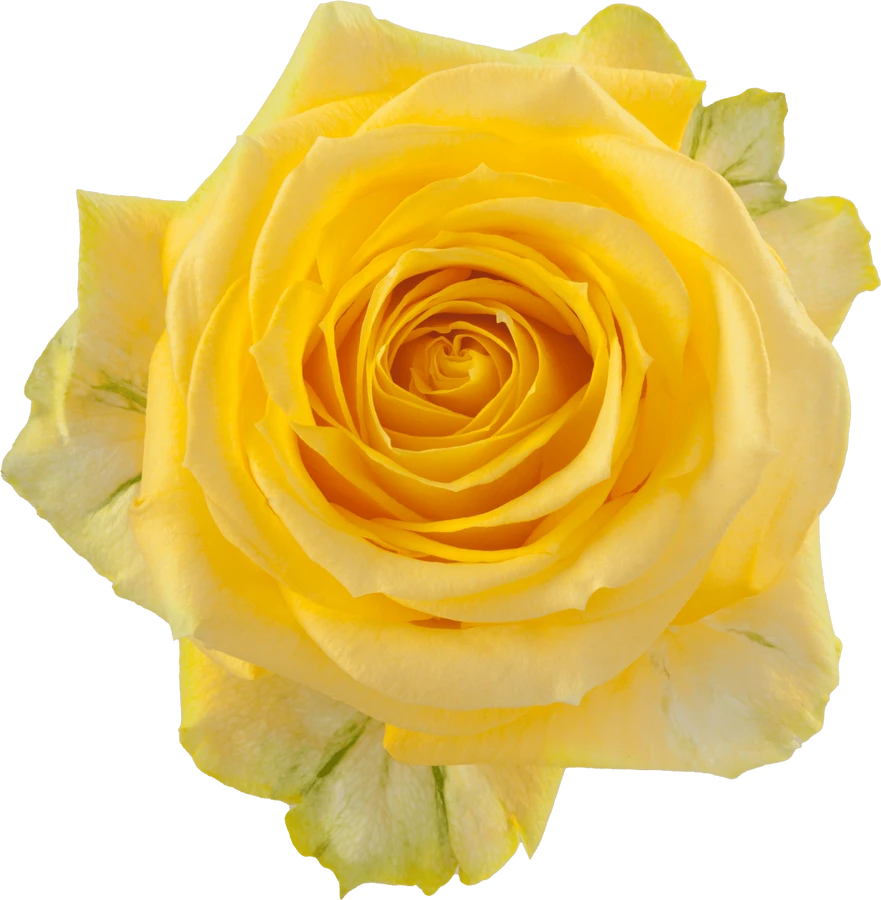 Rose SuperSun 50cm priv coll r