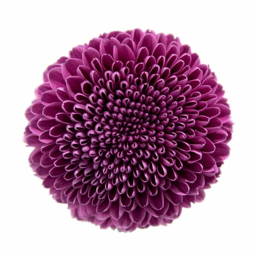 Mum Disbud Ball Purple gdns(5s
