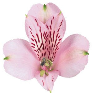Alstro Pink cont. supersel - ALS PINK CONT SUPSEL
