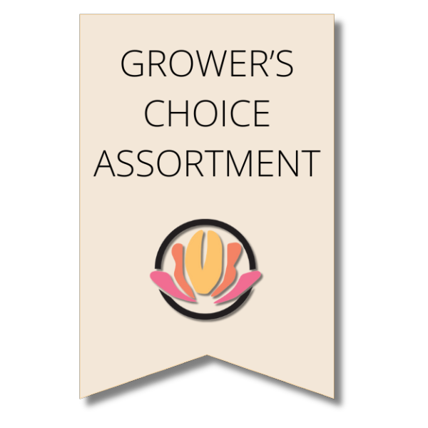 Strawflower Asst(12case)holex - STR ASST
