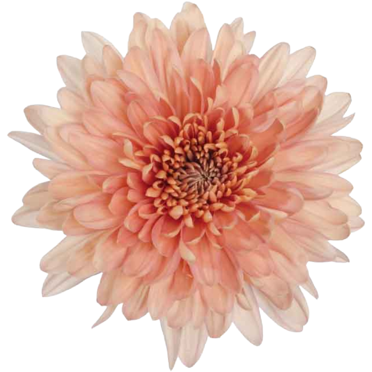 Mum Cremon Linette sole