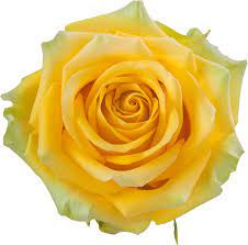 Rose High & Exotic 50cm rprima -