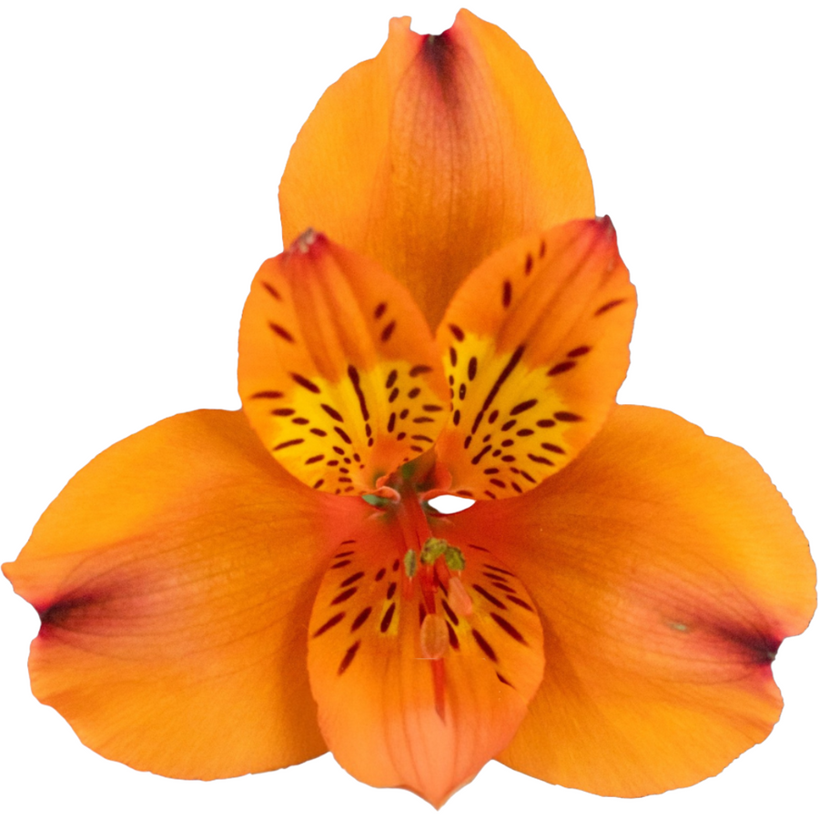 Alstro Orange bmark supsel