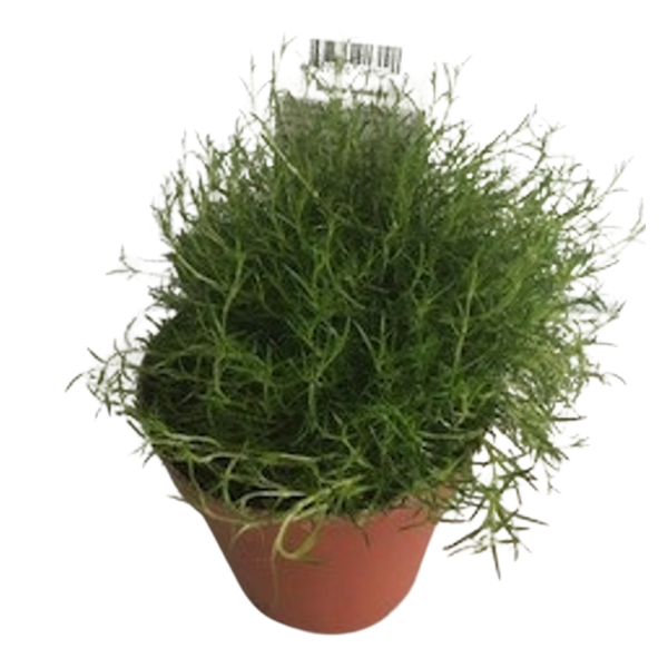 4" POTTED IRISH MOSS -
