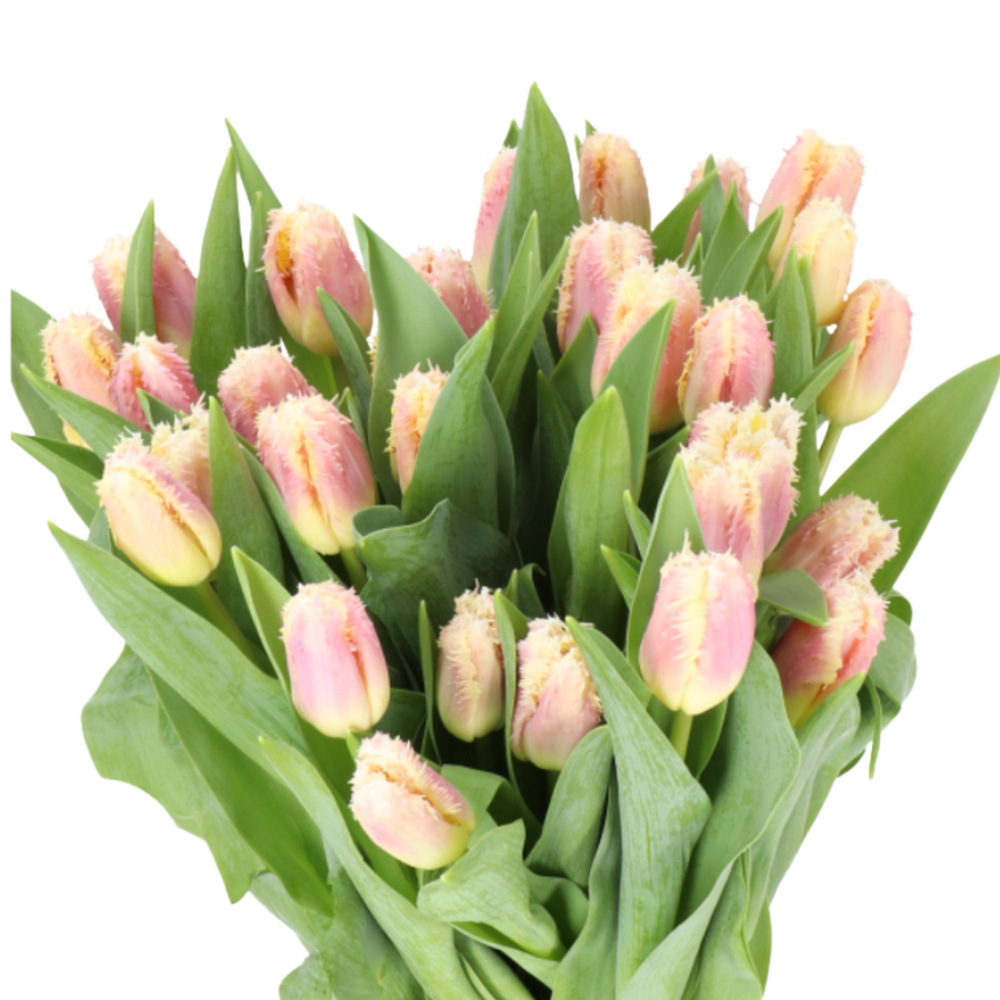 TulipFrill Hawaii, Holex