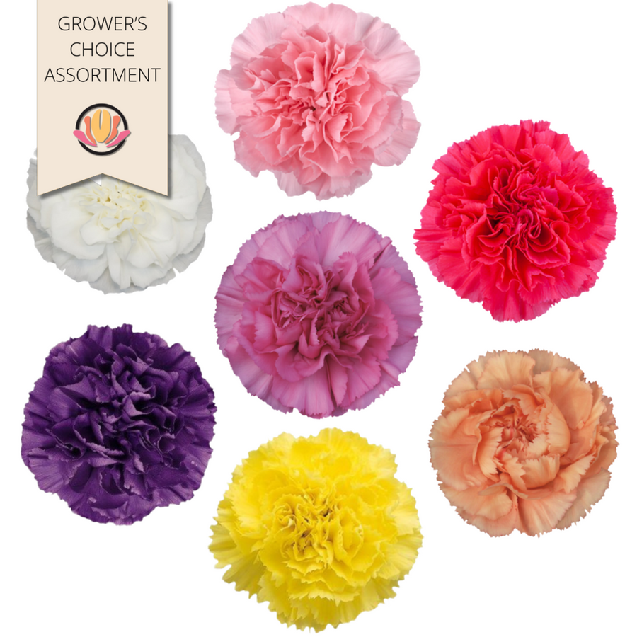 Carn Spring Pack(175case)sole