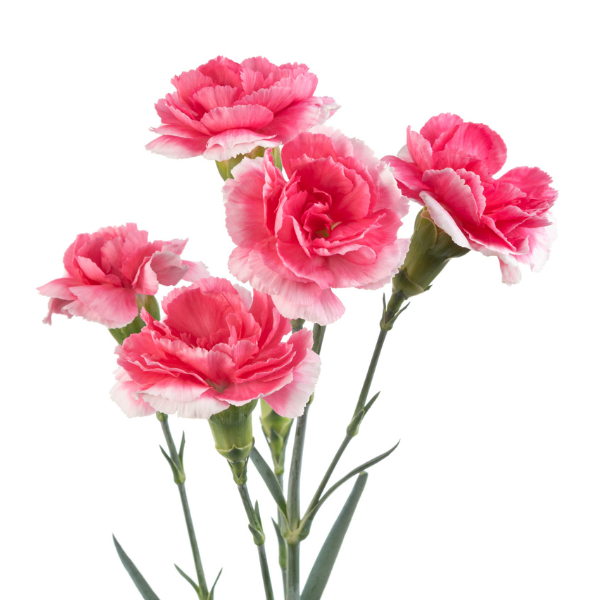 CarnMini Cherry sole