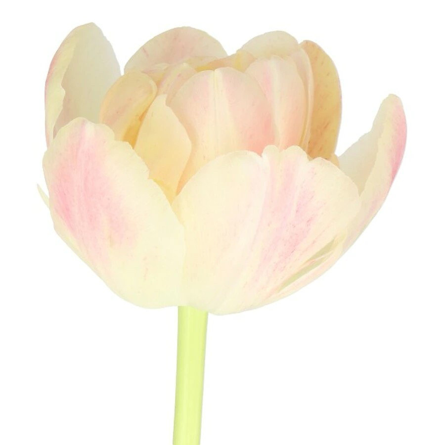 Tulip Double Libretto holl