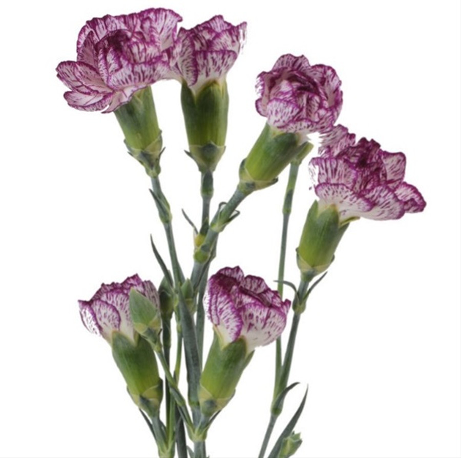 MiniCarn Spectro sole