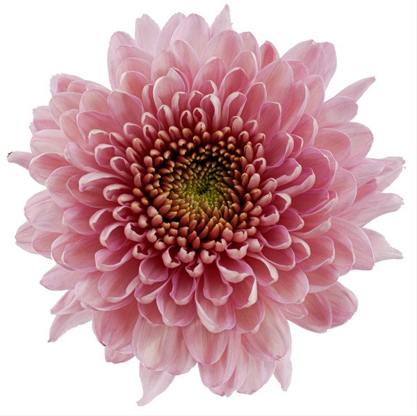 Mum Cremon Empress sole