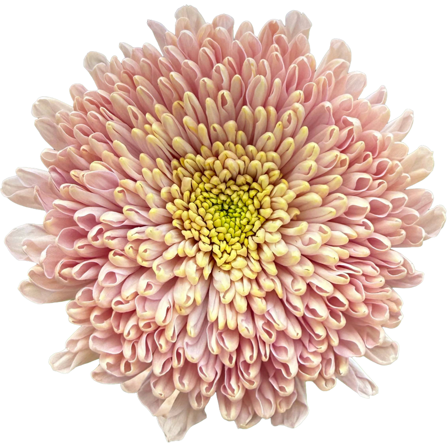 Mum Cremon Empress Sole