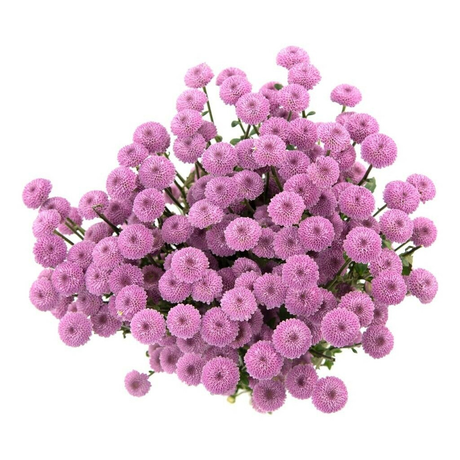 Pom Button Lavender rio