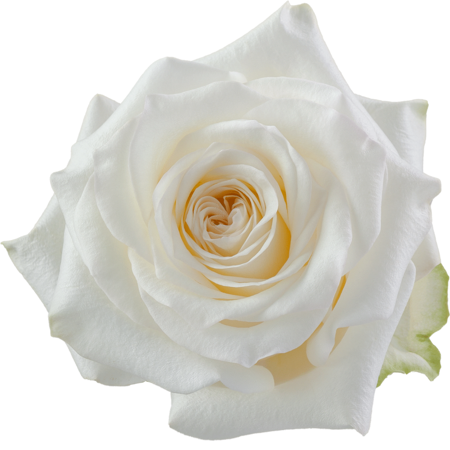 Rose Candlelight 70cm rprima