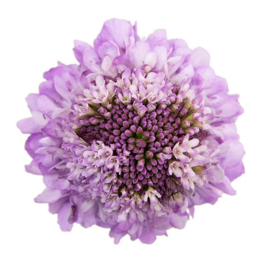 Scabiosa Scoop Lavender rfi