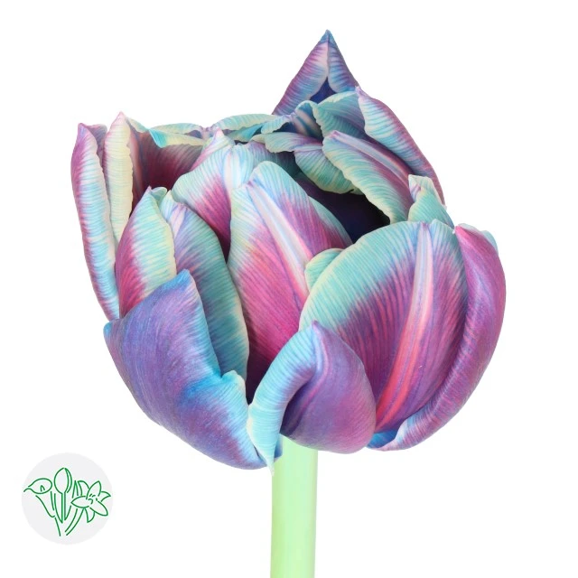 Tulip Painted Dbl Bubble holl