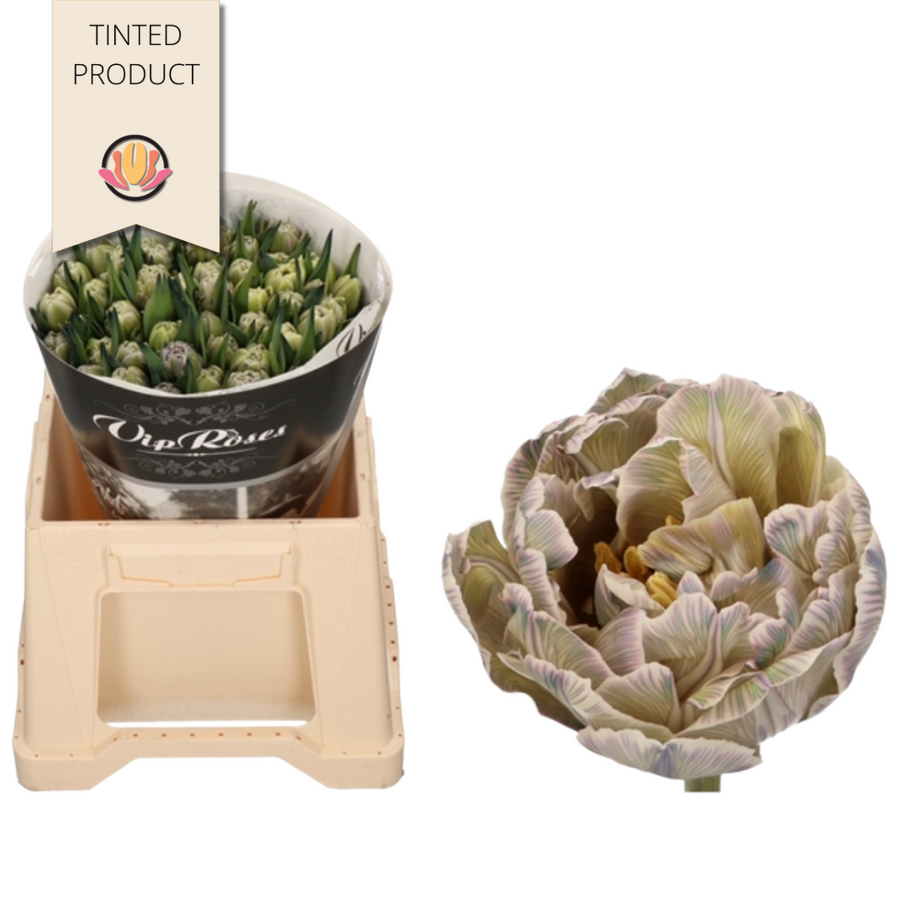 Tulip Dbl Dusty Olive holl