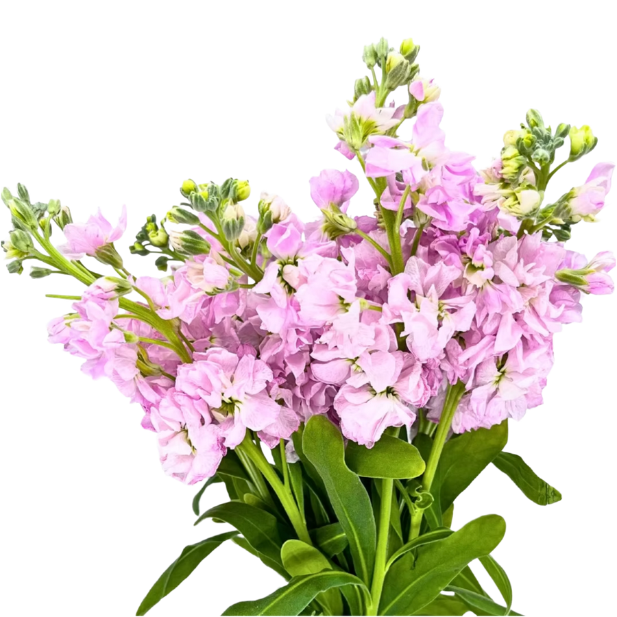 Stock Lt Pink bella
