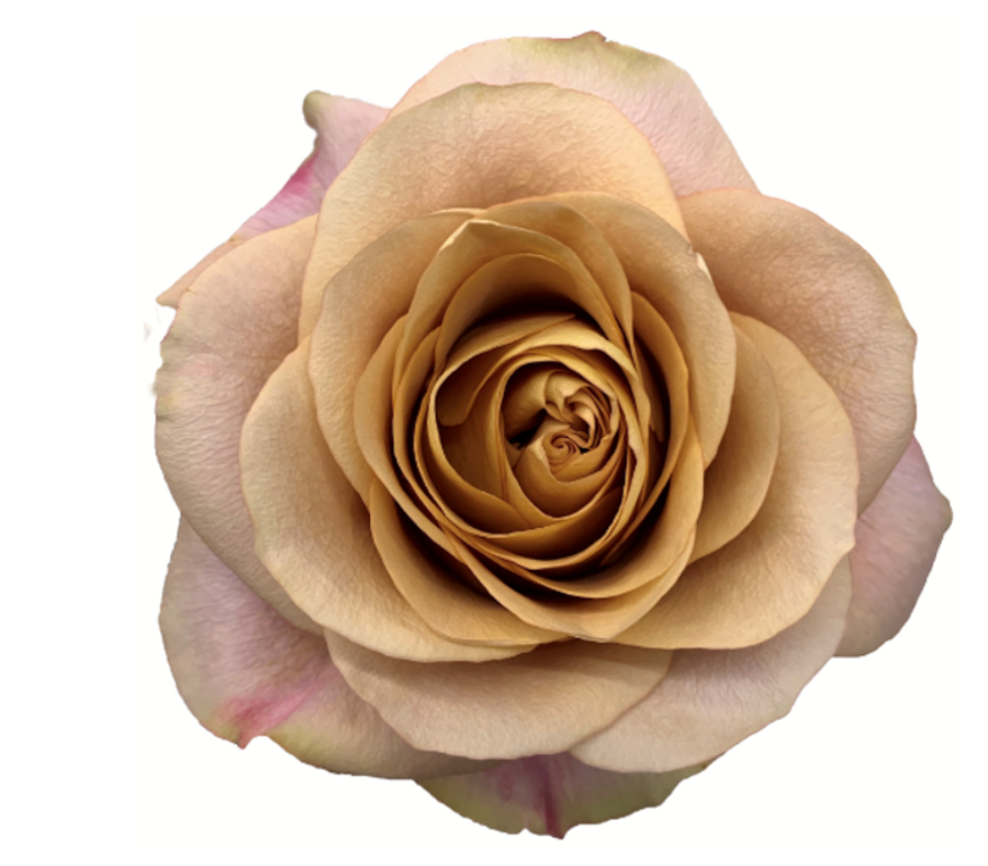 Rose Symbol 50cm Florecal