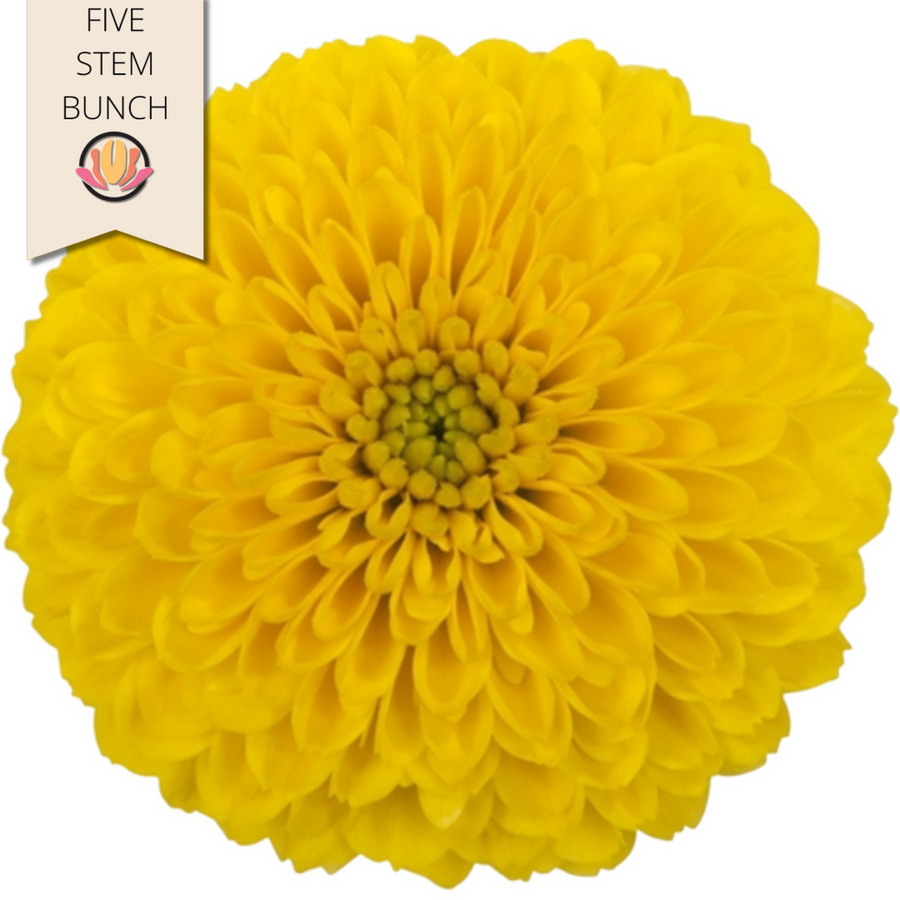 Mum Disbud Ball Yellow (5 stems), Sole