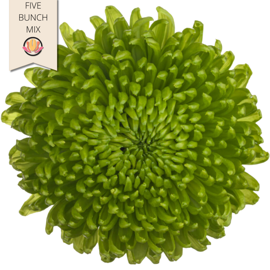 Mum Disbud Ball Green sole(5st