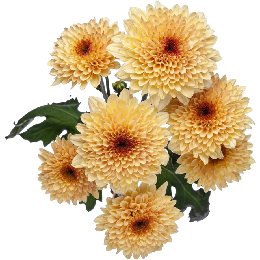 Mum Cremon Creme Brulee sande