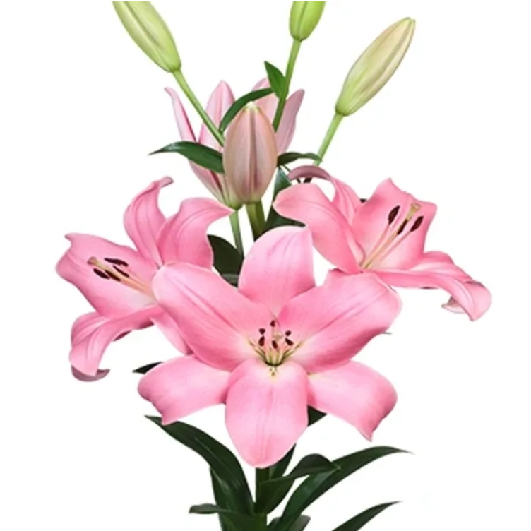 Lily La Pink triology