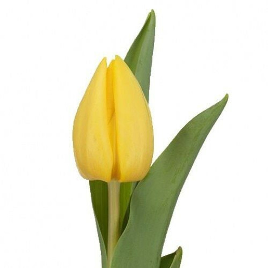 Tulip Yellow Sun holl