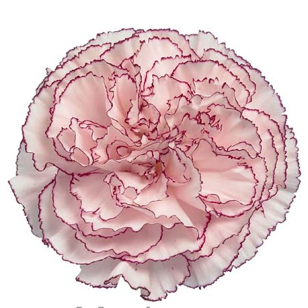 Carn. Sel Mariposa sole