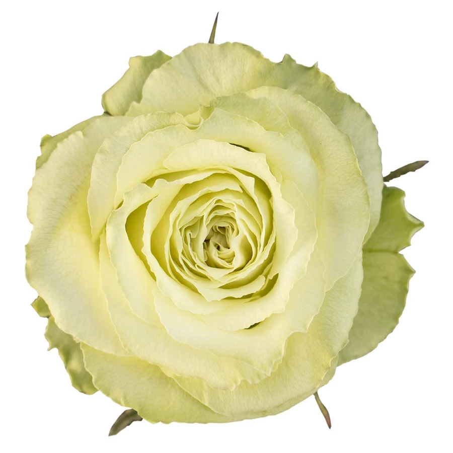 Rose Lemonade 50cm florecal