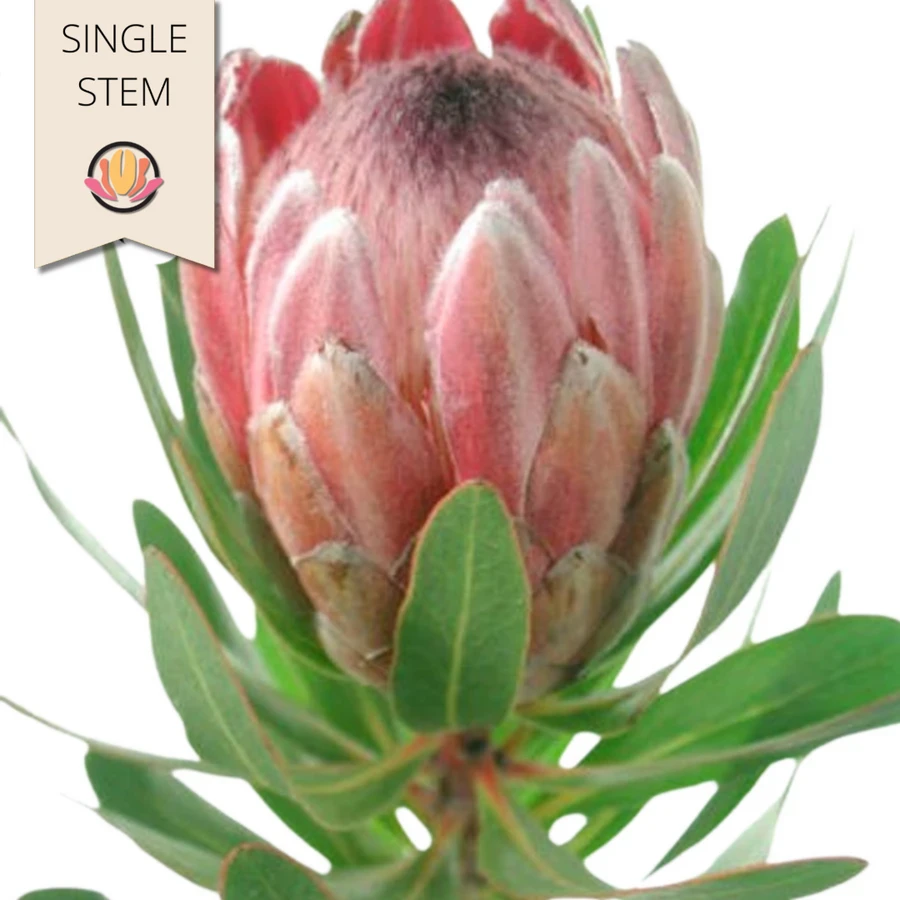 Protea Pink Ice bella(STEM)