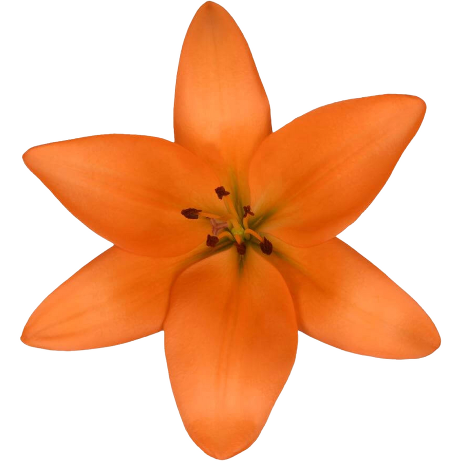 Lily La Orange esmeralda