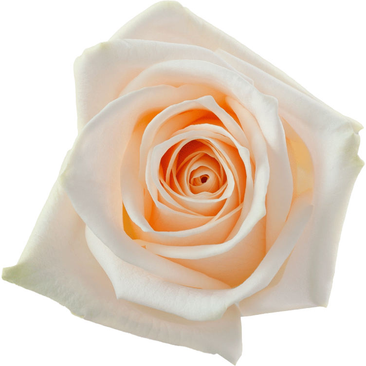 Rose Soul 50cm rprima