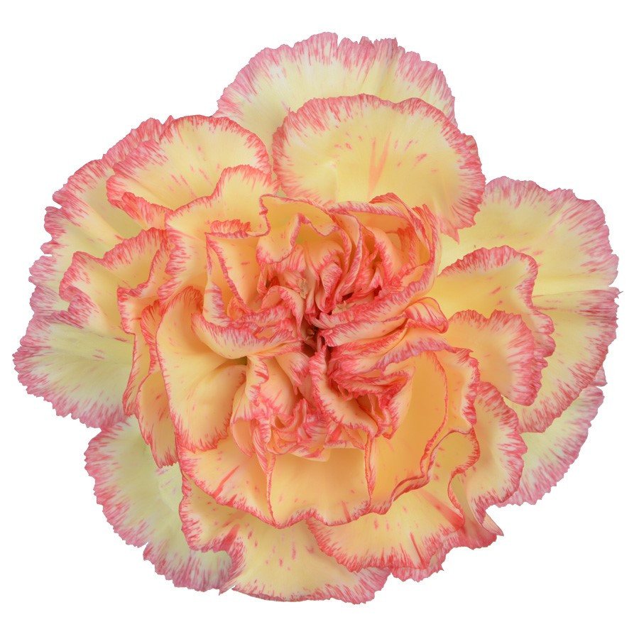 Carn Komachi Fiesta sole