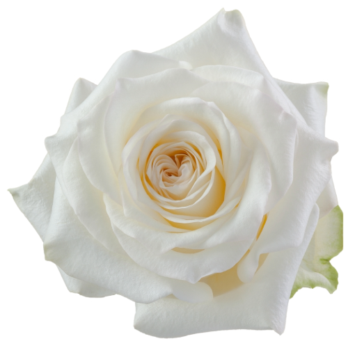 Rose Candlelight 60cm toscana