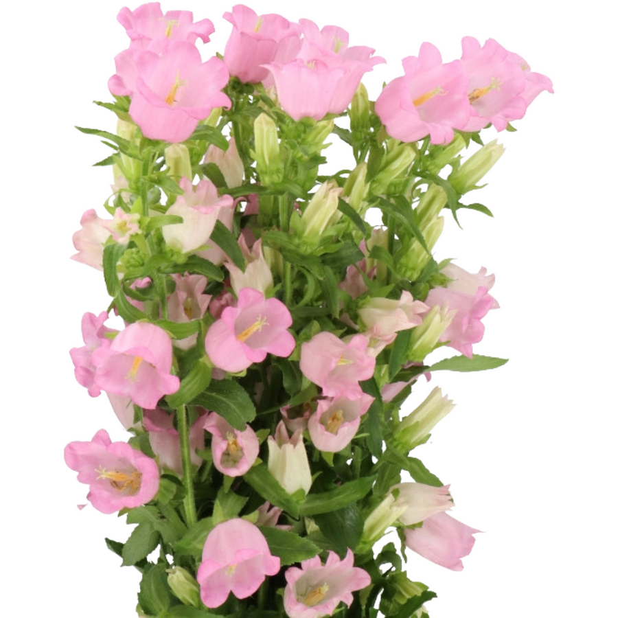 Campanula Champion Pink holl