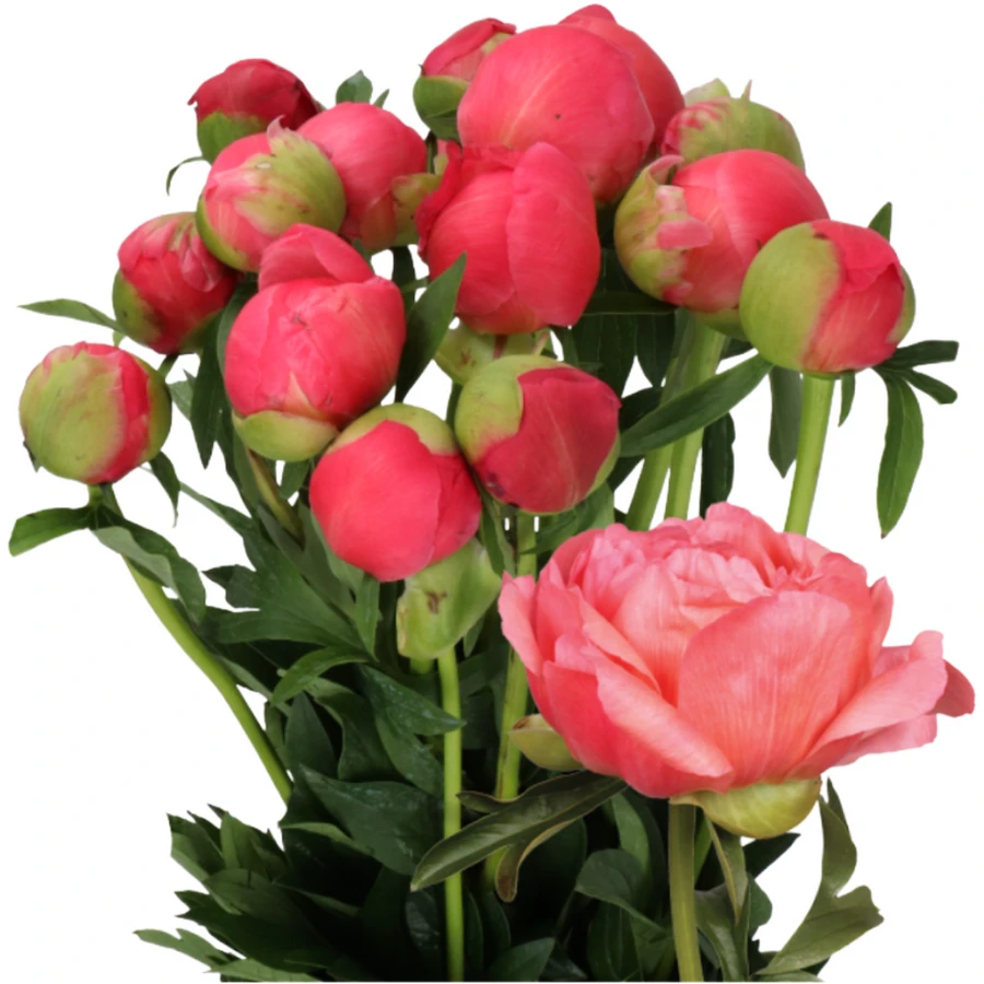 Peony Coral Sunset holl - PEO COR SUN