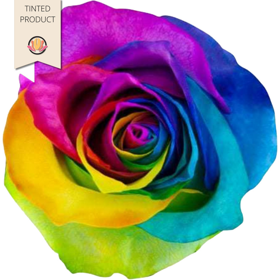 Rose Rainbow 50cm  florecal