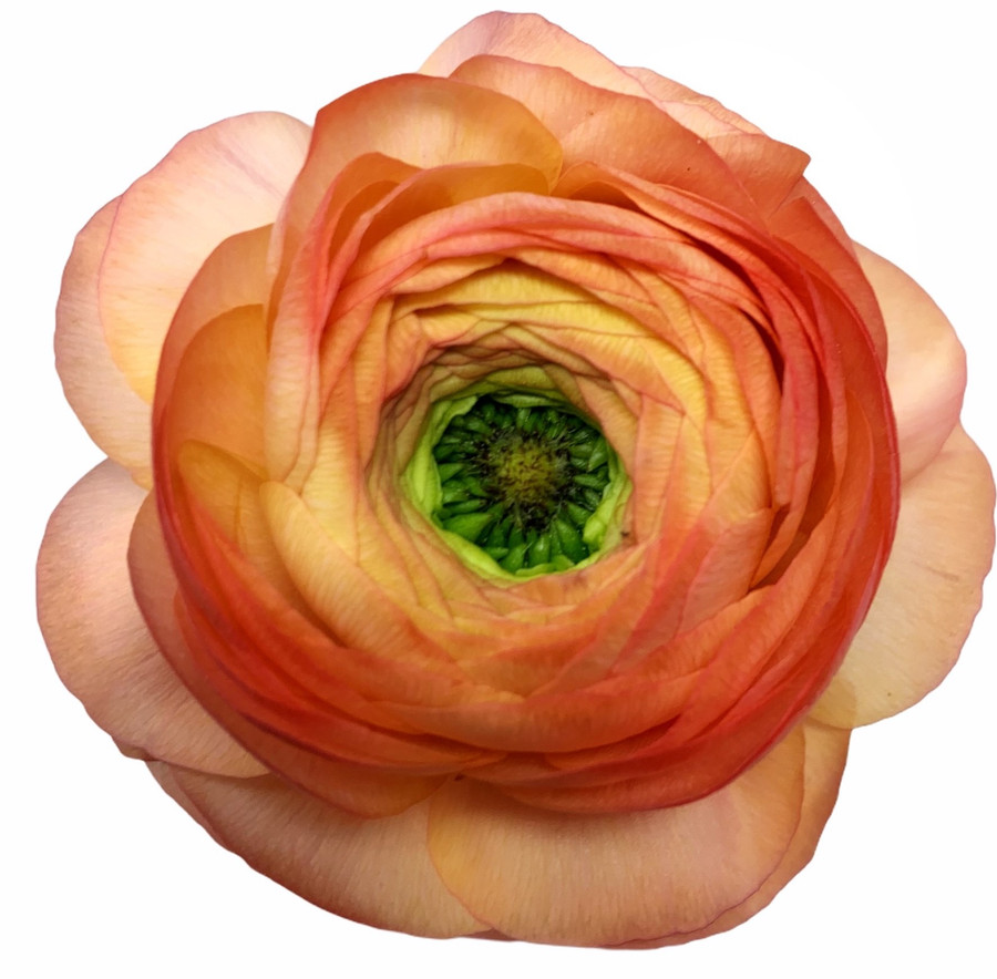 Ranunculus Peach rprima