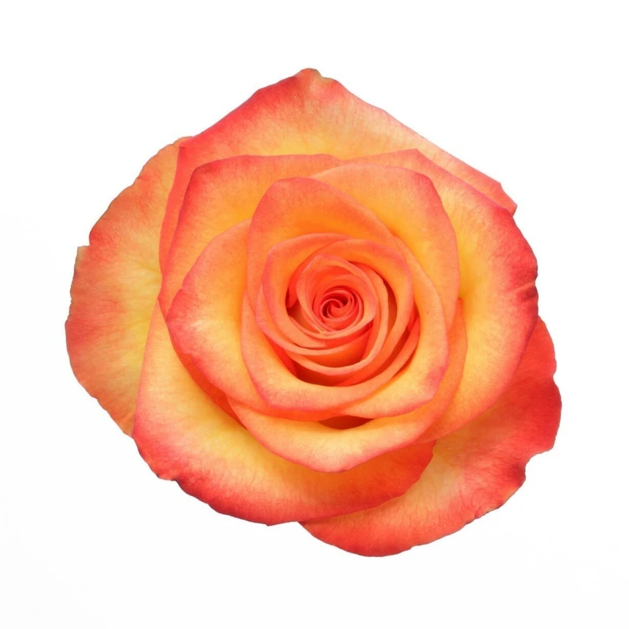 Rose High & Yellow Magic 60cm