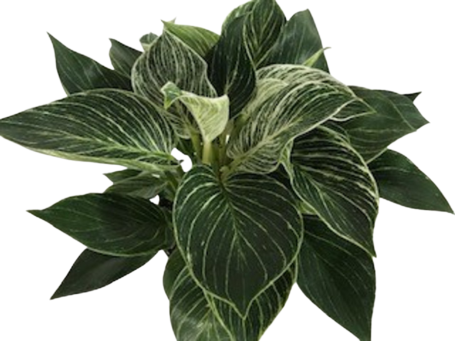 6" Philodendron Birkin