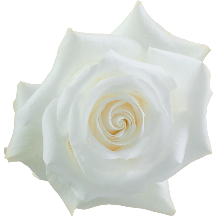 Rose Akito 50cm RPRIMA