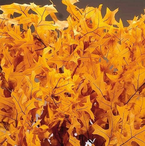 Leaves Oak Mango 1lb