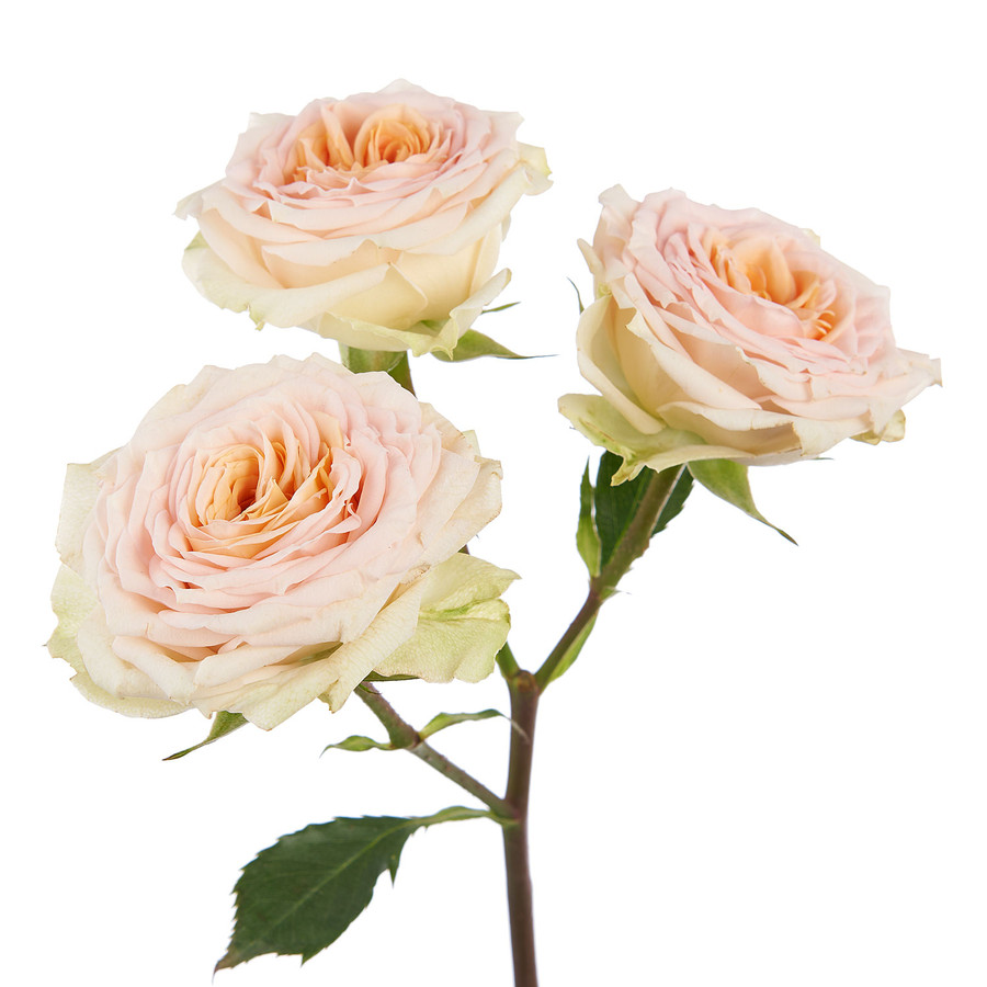 RoseSpray Gdn Rosanella florec