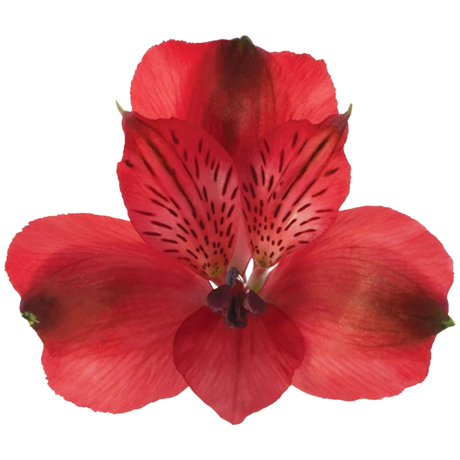 Alstro Red gdns supsel