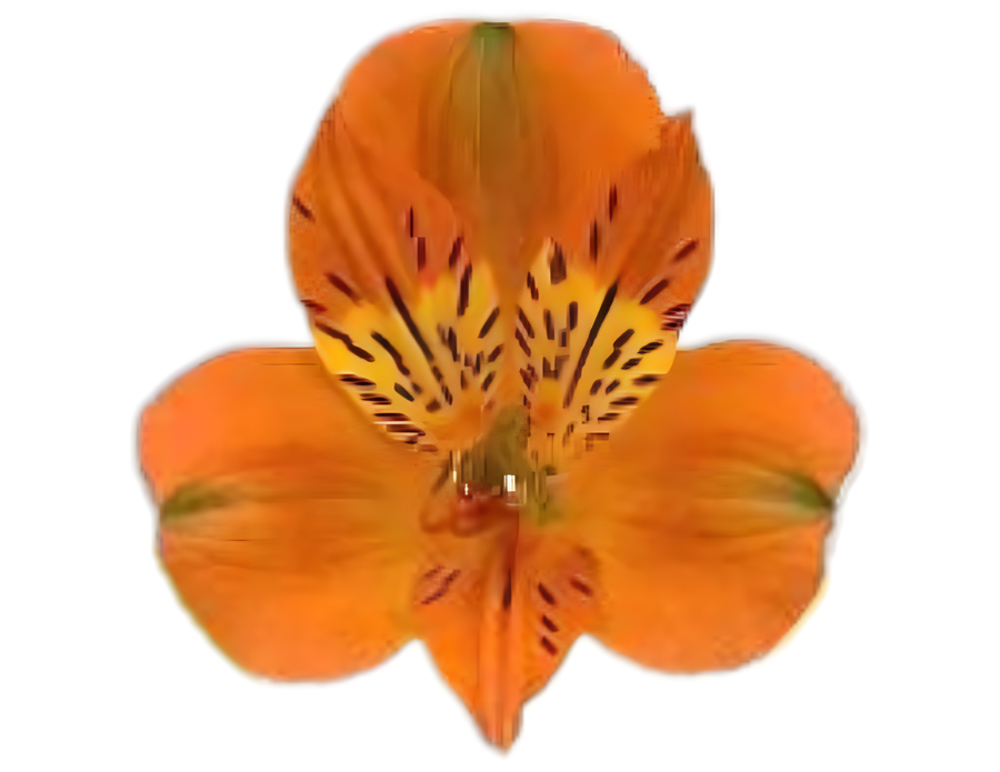 Alstro Orange Gdns supsel