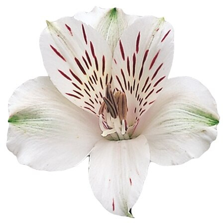 Alstro White gdns supsel