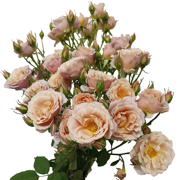 Rose Gdn Spray Wabara Loli Tau