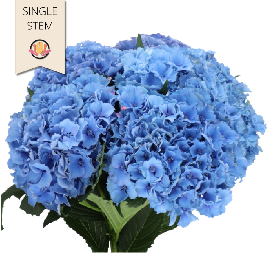 Hydrangea  Royal Parade holl(S