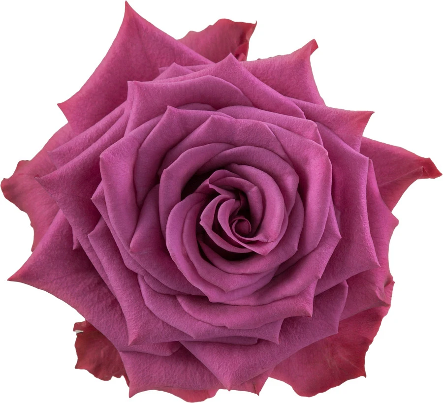 Rose Blueberry 40cm florecal